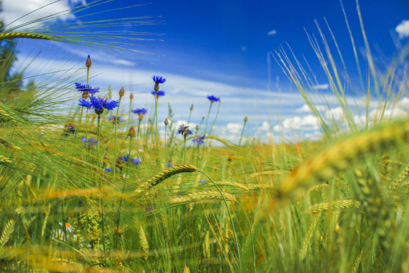 Land for sale in Estonia. Forest land, arable land, farms etc.